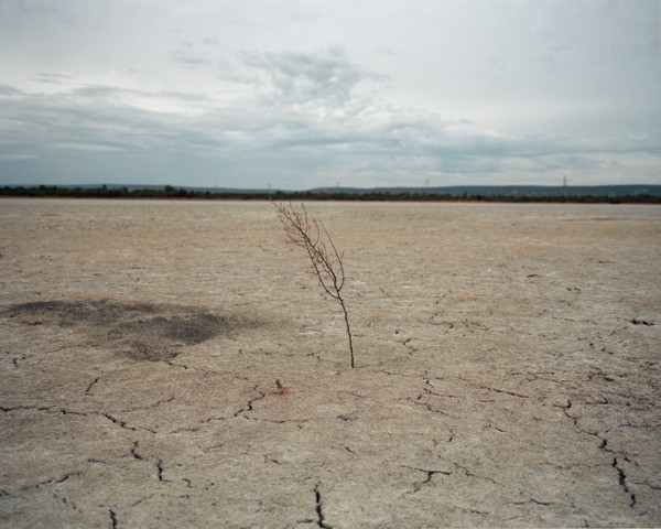 http://www.charleskasprzak.com/files/gimgs/th-25_dry lake plant.jpg